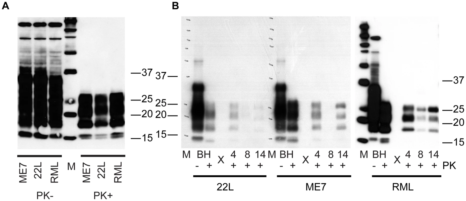 C2C12 myotubes are also susceptible to 22L and ME7 prions.