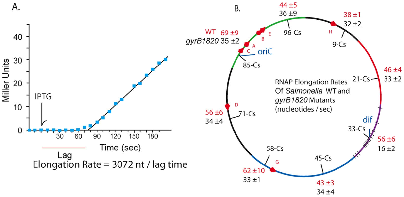 RNAP elongation rates at 8 chromosomal loci in WT (red) and <i>gyrB1820</i> mutant strains (black) are significantly reduced by the GyrB1820 mutation.