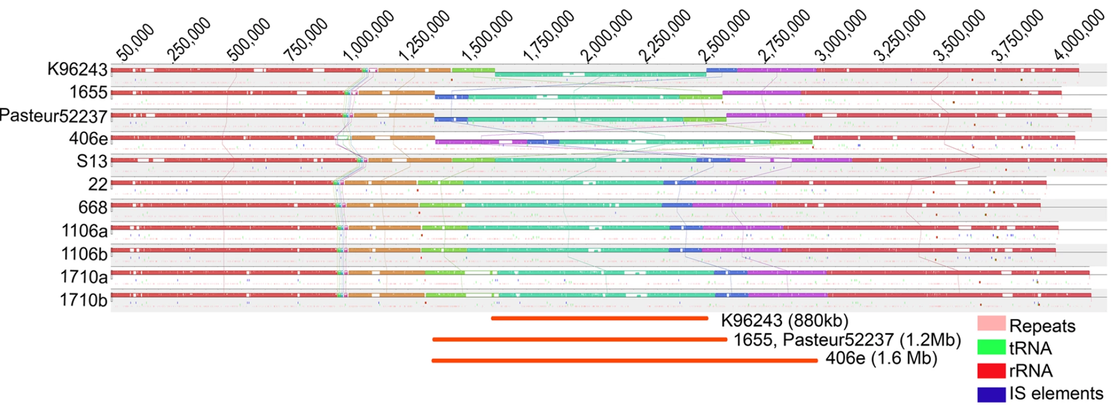 Genome Alignment of Bp Chromosome 1 Across Strains.