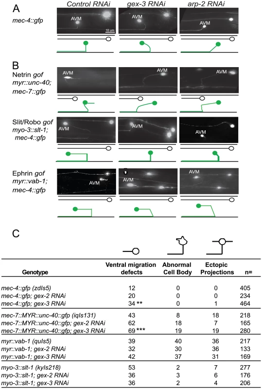 Post-embryonic genetic interactions of WAVE/SCAR genes and axonal guidance genes during neuronal migrations.