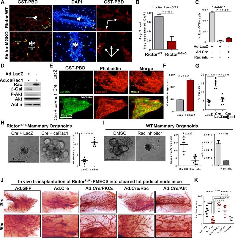 Rictor-mediated Rac activity is necessary and sufficient for mammary branching morphogenesis <i>ex vivo.</i>