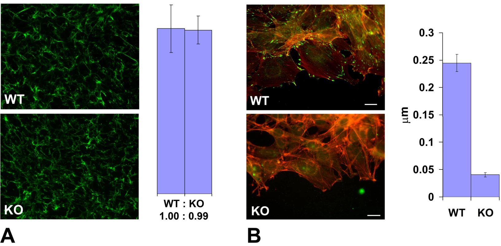 <i>Ate1</i> knockout affects cell attachment to the substrate via intracellular and not extracellular mechanisms.