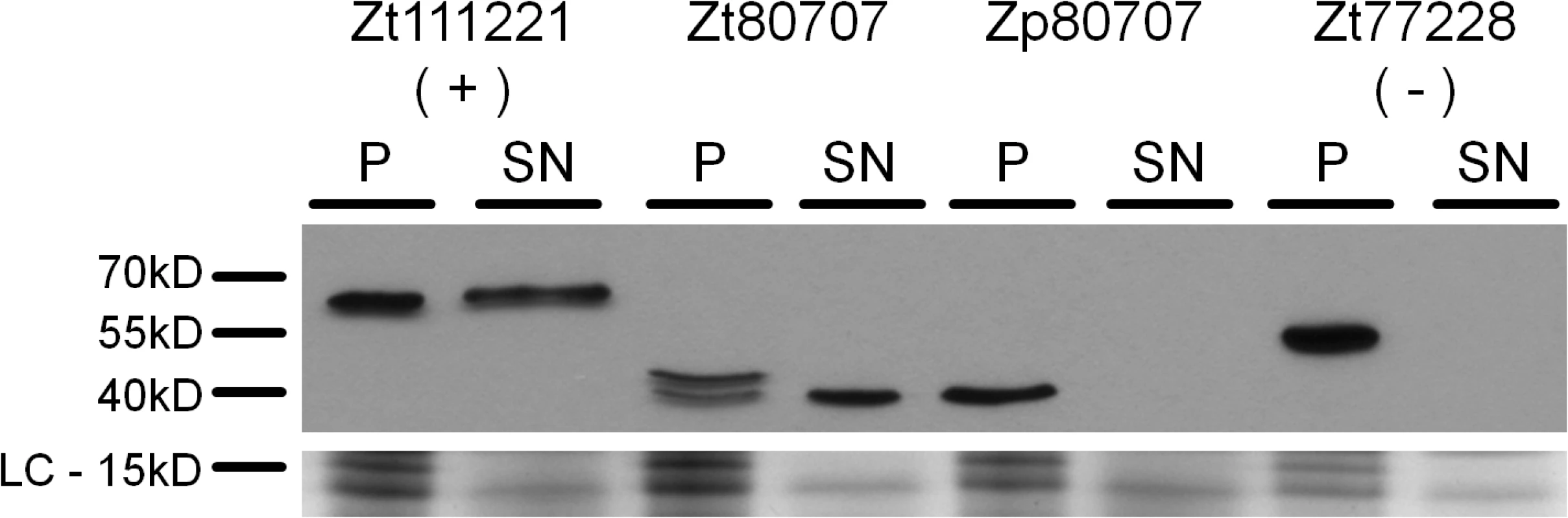 <i>Zt80707</i> encodes a signal peptide targeting the protein for cell secretion in <i>Z</i>. <i>tritici</i>.