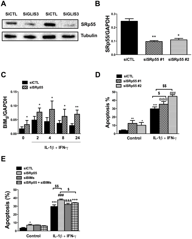 <i>GLIS3</i> KD decreases SRp55 expression in INS-1E cells.