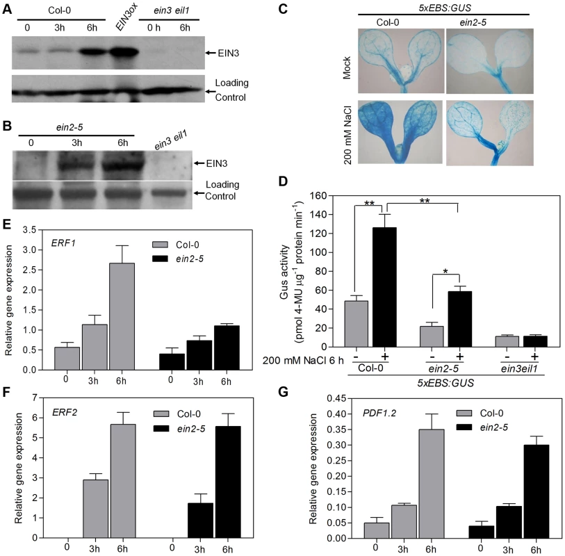 Salt treatment promotes protein accumulation and transcriptional activity of EIN3 in both EIN2-dependent and EIN2-independent manners.