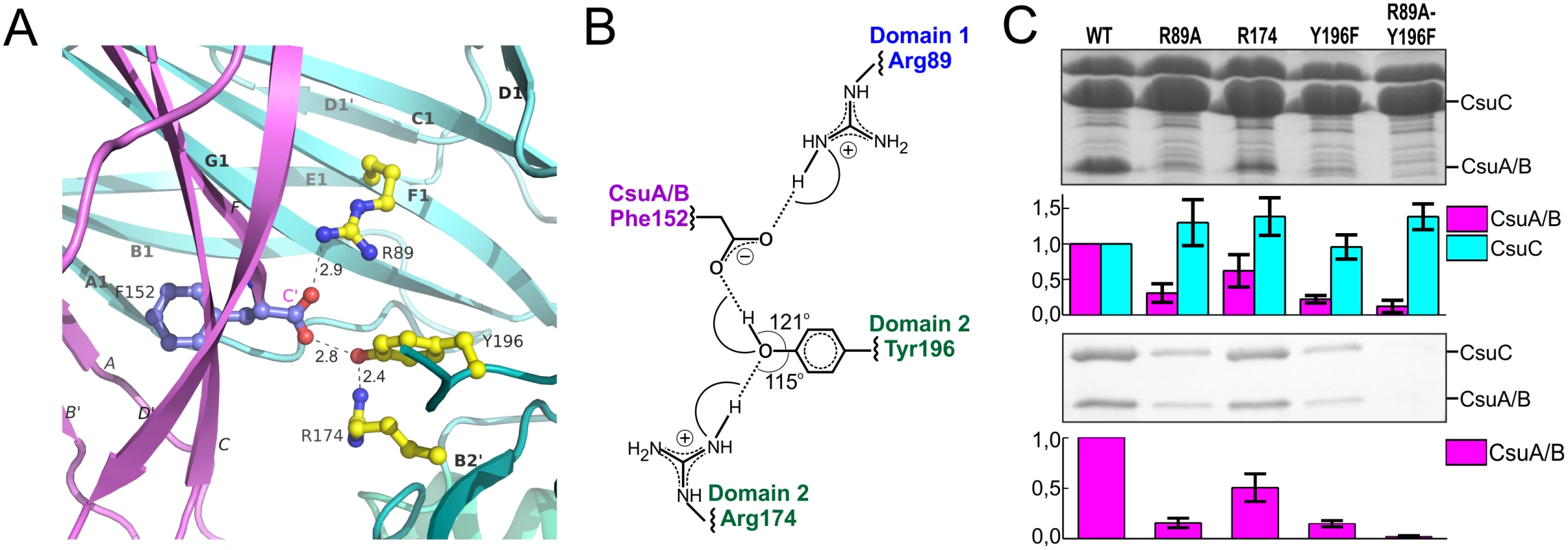 Network of ionic-hydrogen bonds anchoring the C-terminal carboxylate of CsuA/B in the inter-domain cleft of CsuC is essential for the complex formation.
