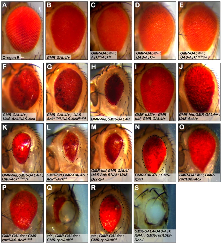 Ack suppresses small eye phenotypes induced by hid and rpr.
