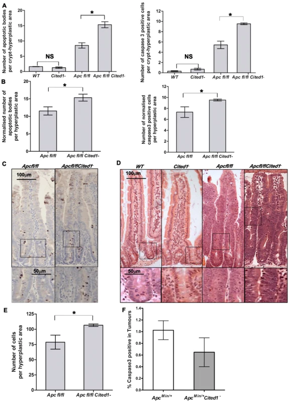 <i>Cited1</i> deficiency enhances increased apoptosis in <i>AhCre<sup>+</sup>Apc<sup>fl/fl</sup></i> mice.
