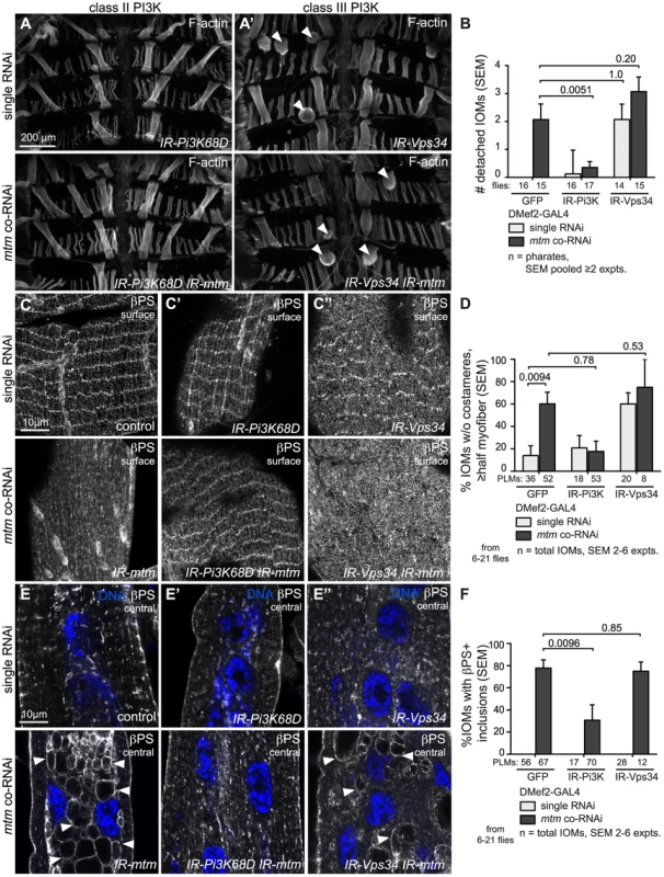 Class II and Class III PI3-kinases affect <i>mtm</i>-dependent integrin adhesions differently.
