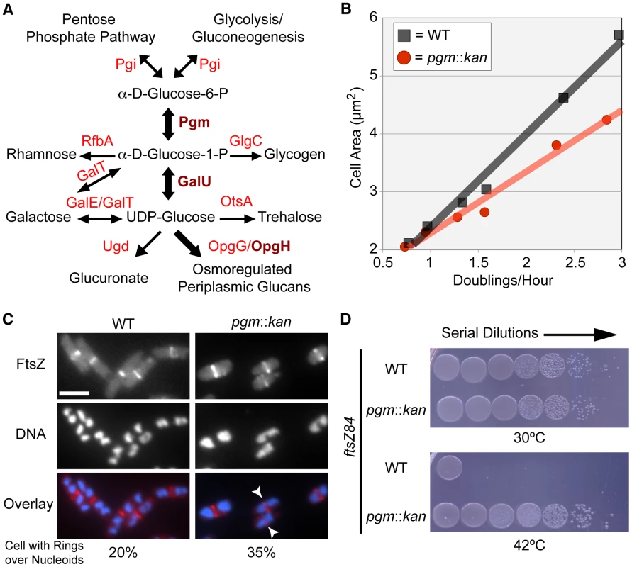 <i>E. coli</i> utilizes UDP-glucose to coordinate nutrient availability with cell size.