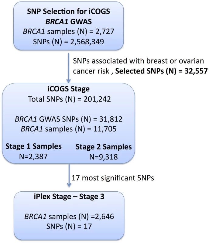 Study design for selection of the SNPs and genotyping of <i>BRCA1</i> samples.
