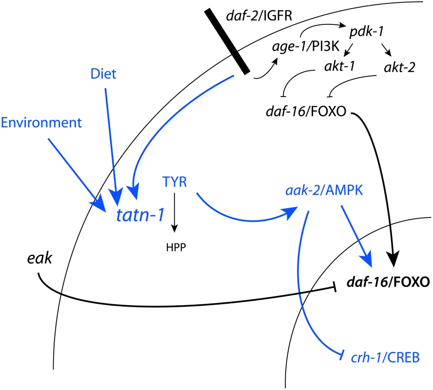 Model for the regulation of TATN-1 expression, tyrosine levels, and the resulting effects of tyrosine effects on cell signaling pathways.