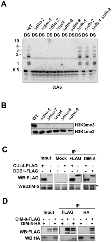 DIM-5 interacts with CUL4, DDB1, and DIM-9.