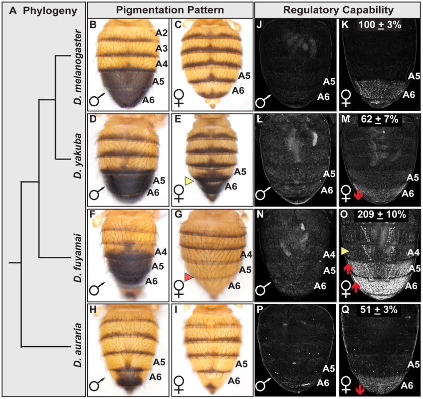 Interspecific evolution of pigmentation and dimorphic element activity.
