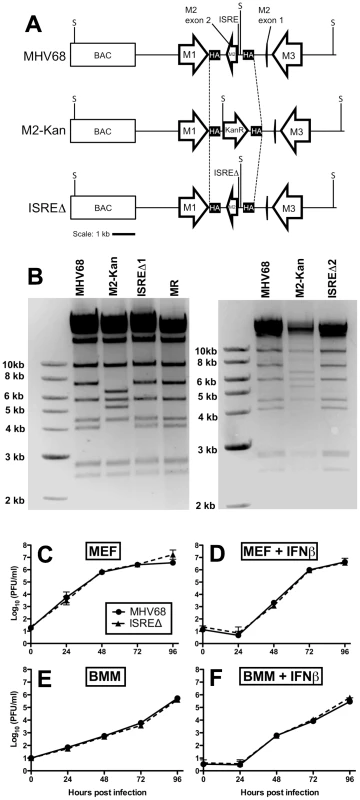 Generation and characterization of MHV68 lacking the M2 ISRE (ISREΔ).