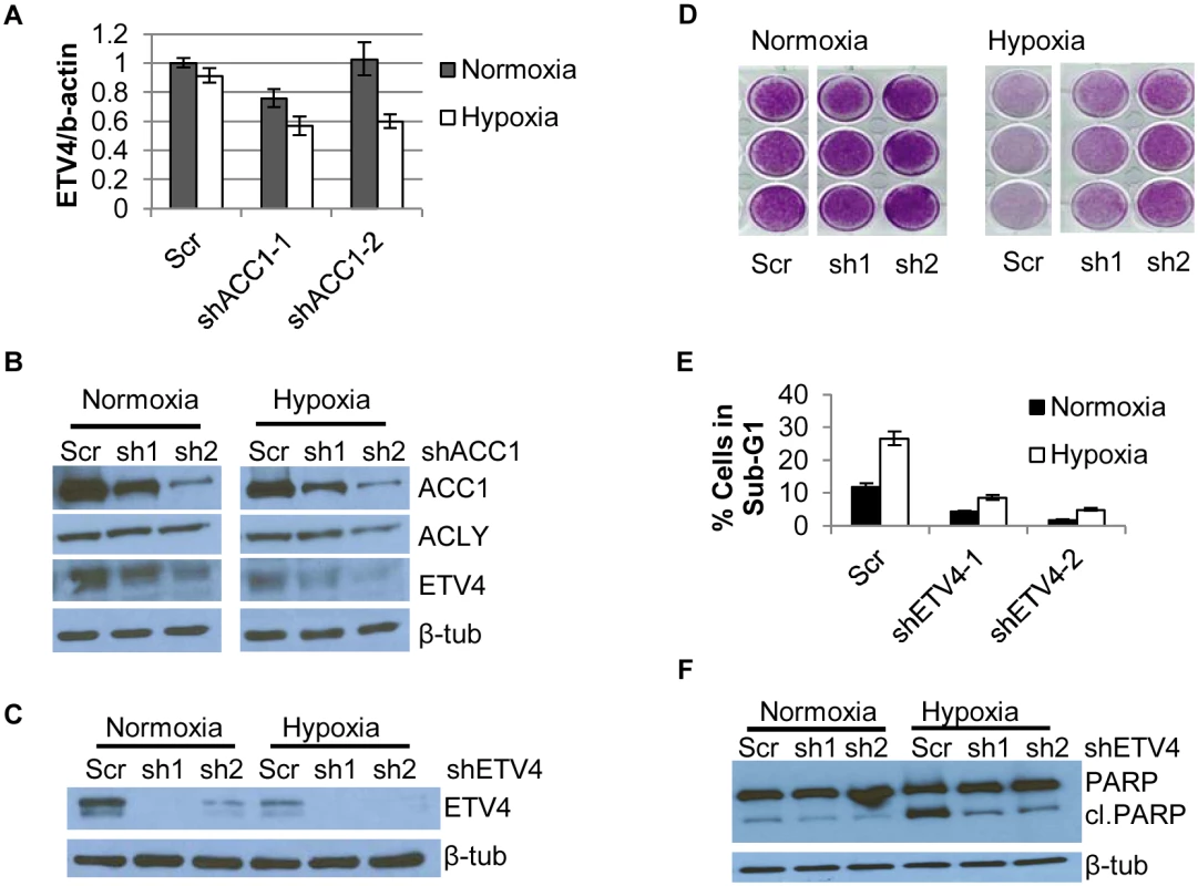 Depletion of ETV4 protects cells from hypoxia-induced apoptosis.