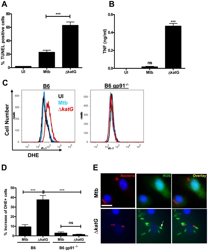 Mtb KatG mediates neutralization of phagosomal ROS to inhibit host cell apoptosis.