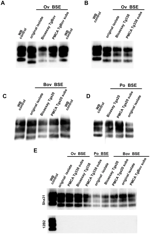 PrP<sup>res</sup> western blot (WB) profile of BSE originating from various species before and after PMCA amplification.