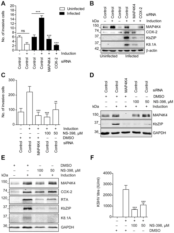 COX-2 enzymatic activity contributes to the successful reactivation of KSHV and the invasiveness of KSHV-infected endothelial cells.