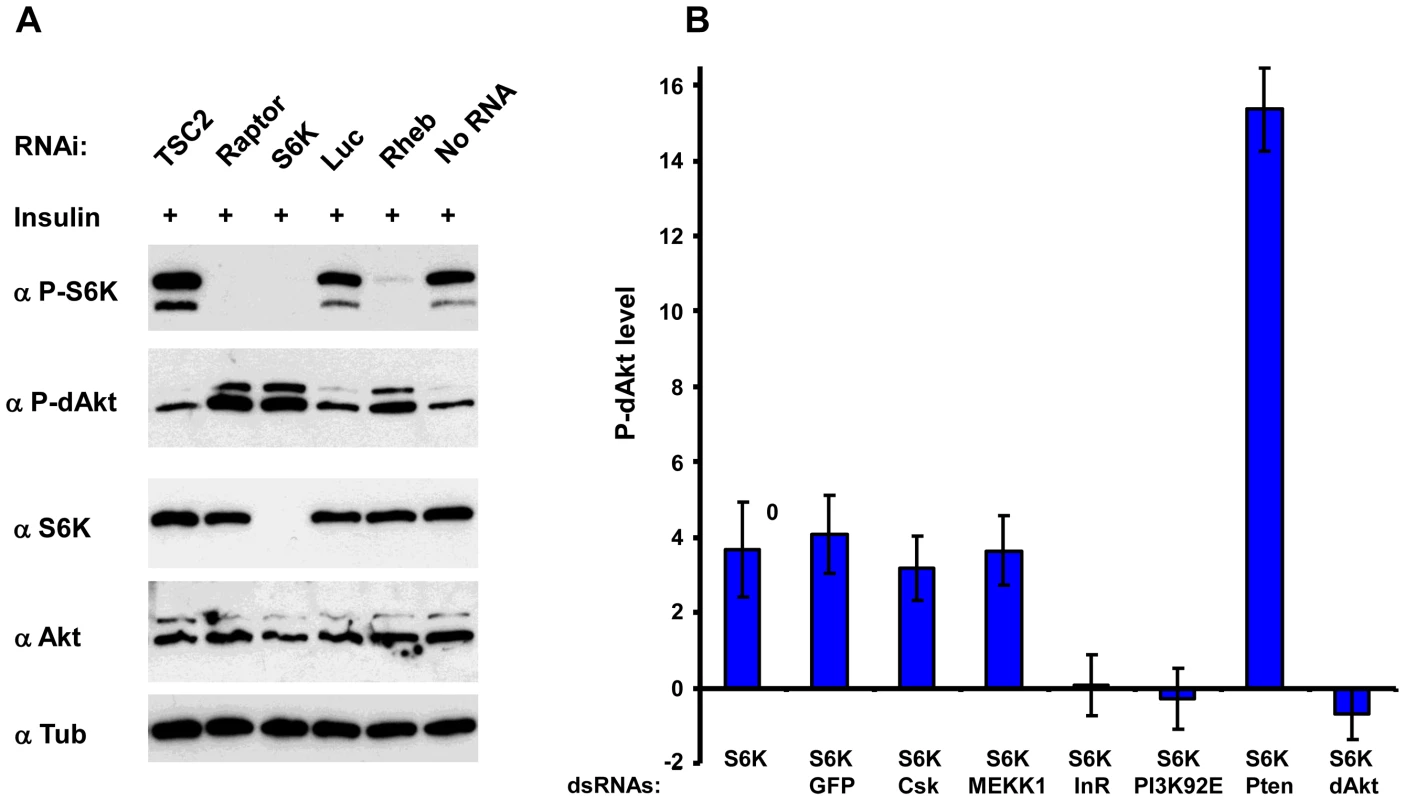 Inhibition of S6K results in derepression of Akt by inhibition of InR.