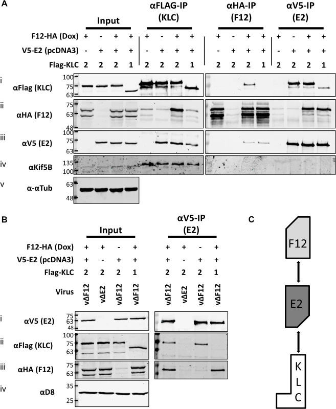 E2 interacts with KLC2 and is necessary and sufficient to mediate F12 interaction with KLC2.