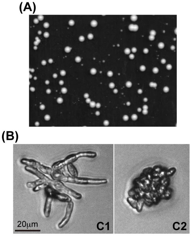Colony formation from spores produced in triploid fission yeast.