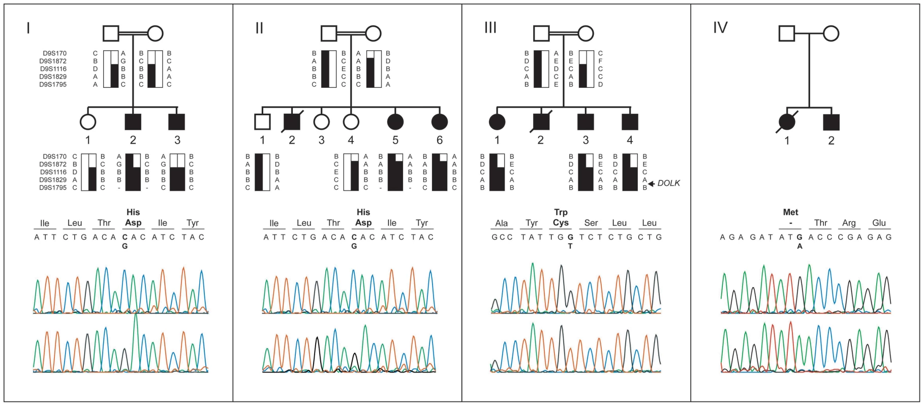 Pedigrees, haplotypes, and mutation analysis of families I through IV.