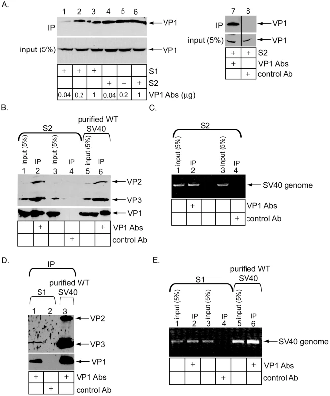 Immunoprecipitation of ER- and cytosol-localized SV40 using conformation-specific antibodies.