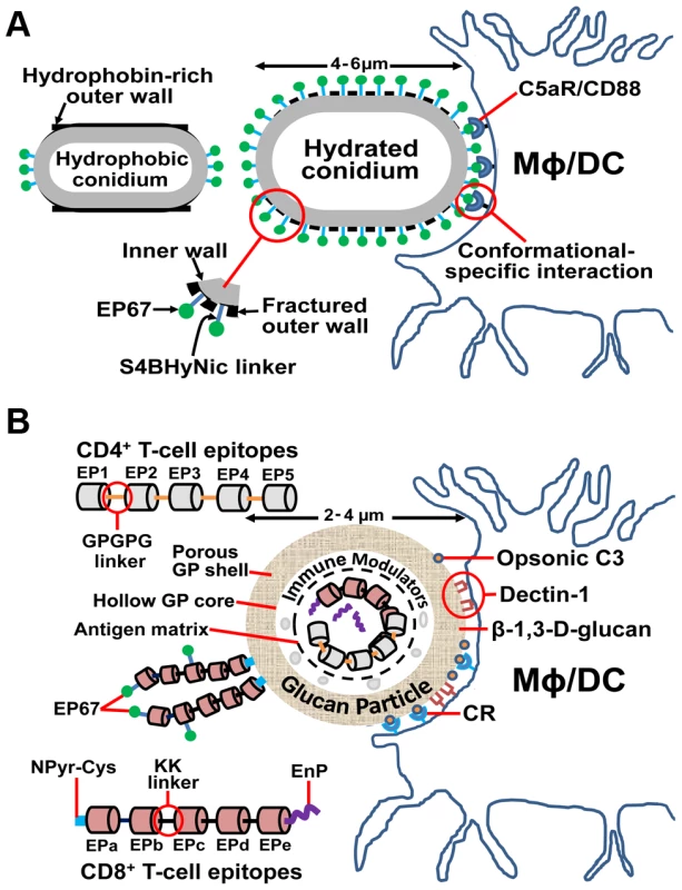 Novel adjuvant and vaccine delivery system for enhancement of protective immunity to coccidioidomycosis. (A) An agonist of human complement fragment C5a (EP67) bound to live cells of an attenuated vaccine strain of <i>Coccidioides</i> enhances T-cell immunity while downregulating inflammatory pathology.