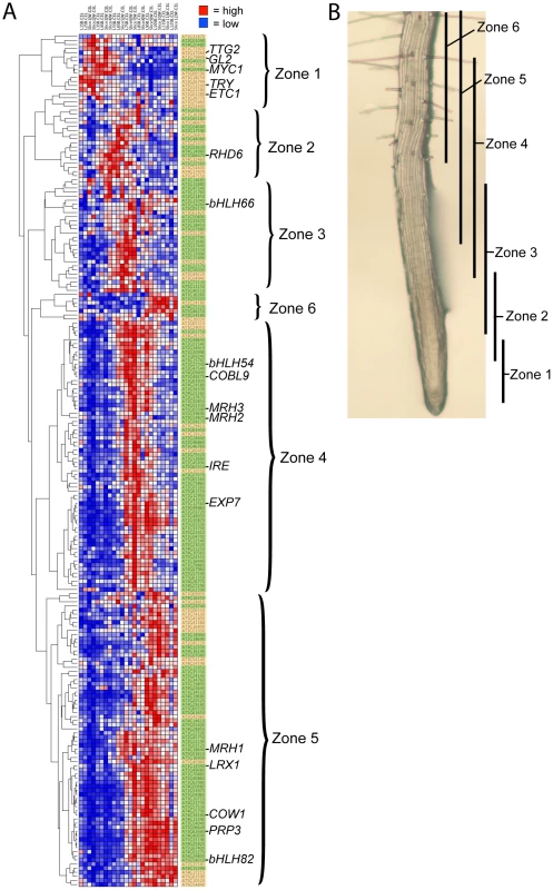 Developmental time-course of transcript accumulation for the 208 core root epidermal genes.