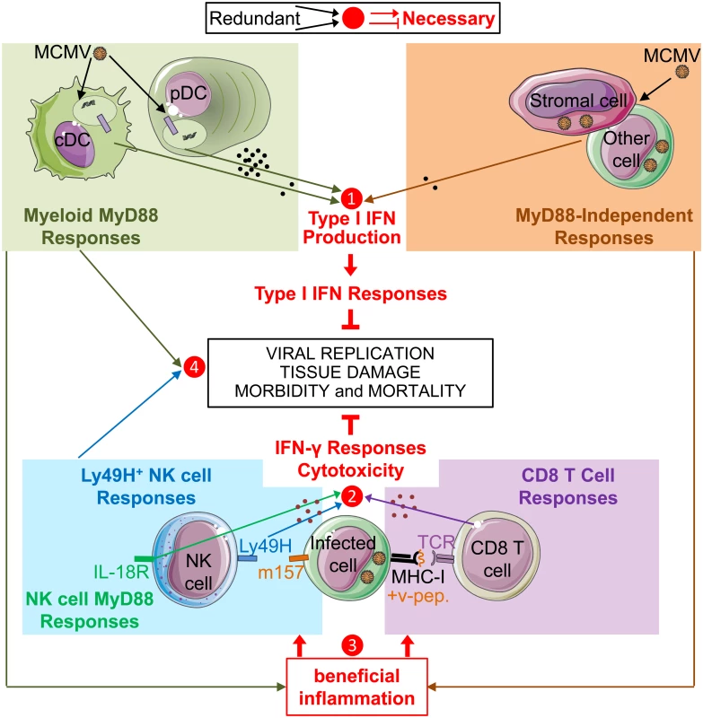 Model of redundancies and complementarities between molecular sensors and cell types for mounting the IFN-I, IFN-γ and cytotoxic cellular immune responses which are necessary for control of MCMV infection.