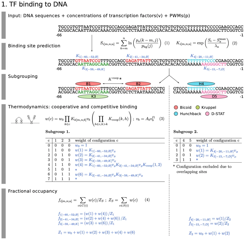 Model equations: TF binding to DNA.