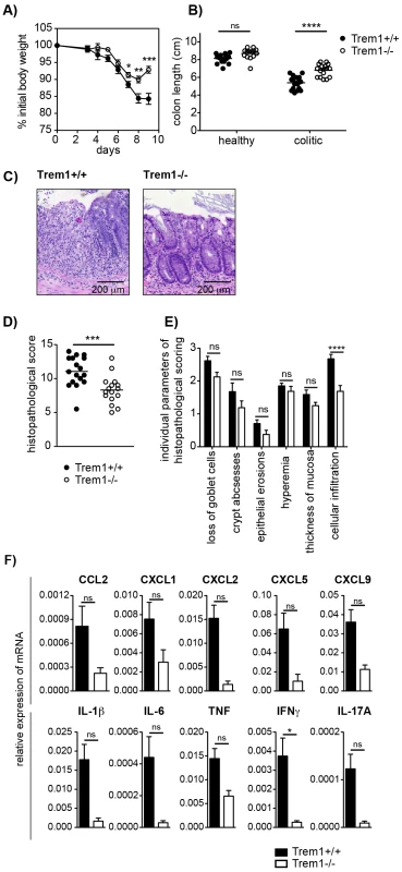 Attenuated dextran sodium-sulfate (DSS)-induced colitis in <i>Trem1<sup>−/−</sup></i> mice.