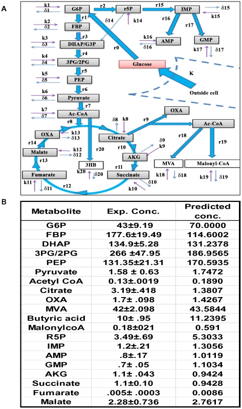 The CCM pathways captured by the ODE model.