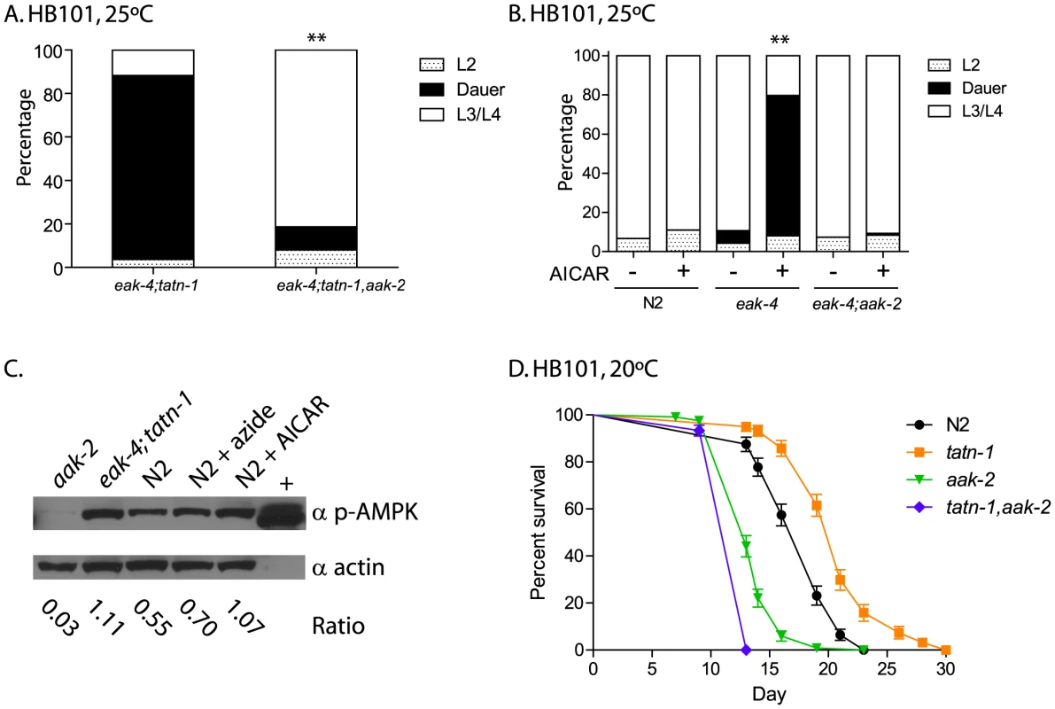 <i>aak-2</i> activity is necessary and sufficient for <i>tatn-1</i> effects on development and longevity.
