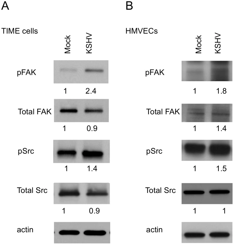 FAK and Src are activated during KSHV latency in endothelial cells.