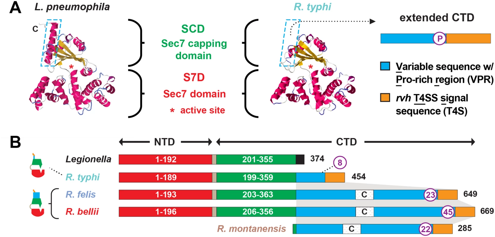 Characteristics and comparative analysis of bacterial Sec7 domain-containing proteins (RalF).