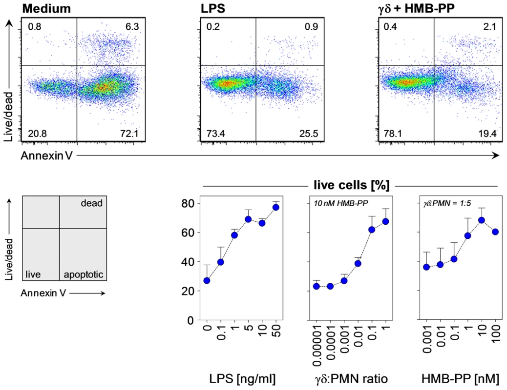 HMB-PP stimulated Vγ9/Vδ2 T cells induce neutrophil survival.