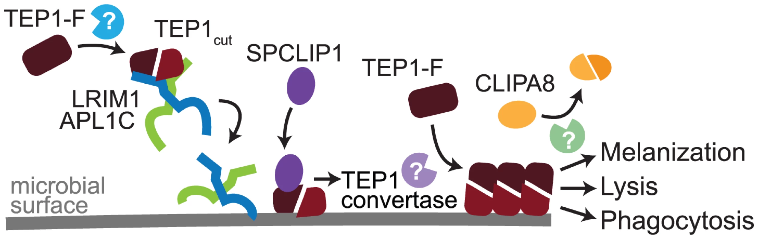 Model of TEP1 convertase formation.