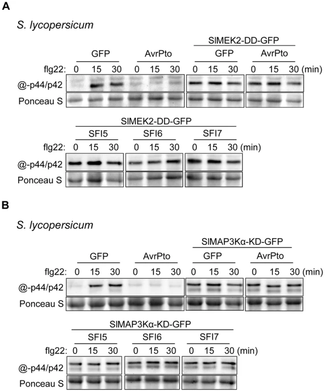Epistatic analysis of MAP kinase activation upon flg22 treatment in <i>S. lycopersicum</i> protoplasts expressing SFI effector genes.