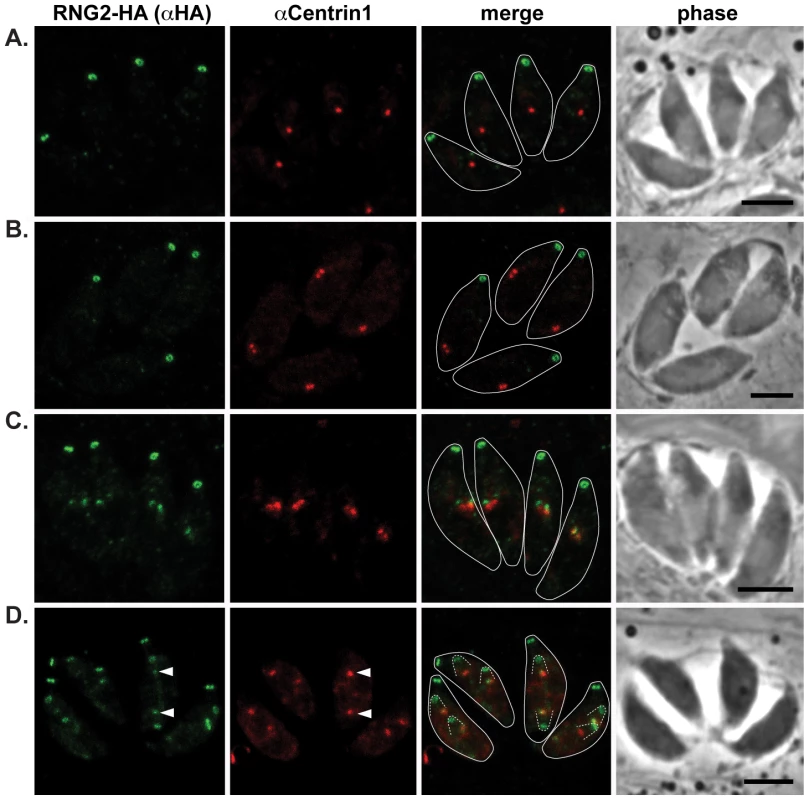 RNG2 appears in daughter cells after centrosome duplication.