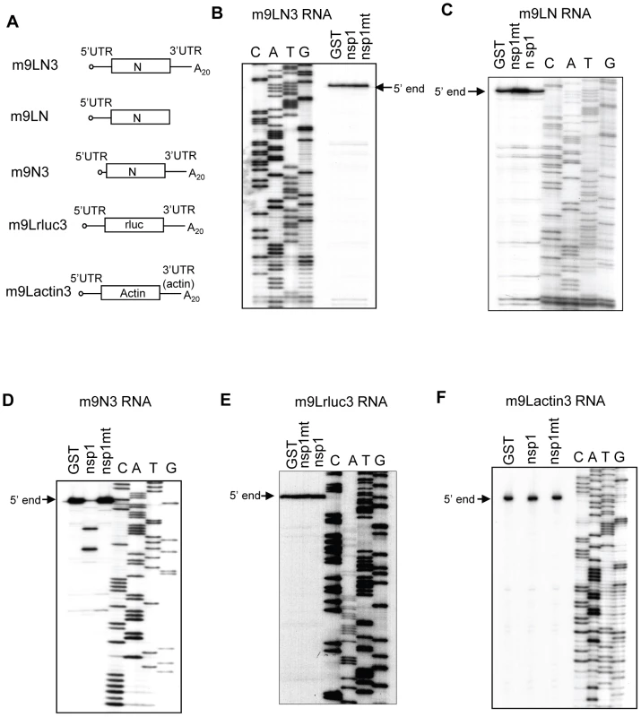 Susceptibilities of SCoV-like mRNAs to nsp1-induced RNA modification.
