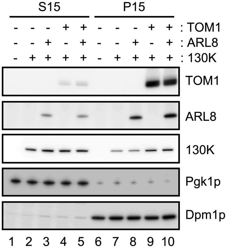 Effects of TOM1 and ARL8 coexpression on the membrane-association of ToMV 130K protein.