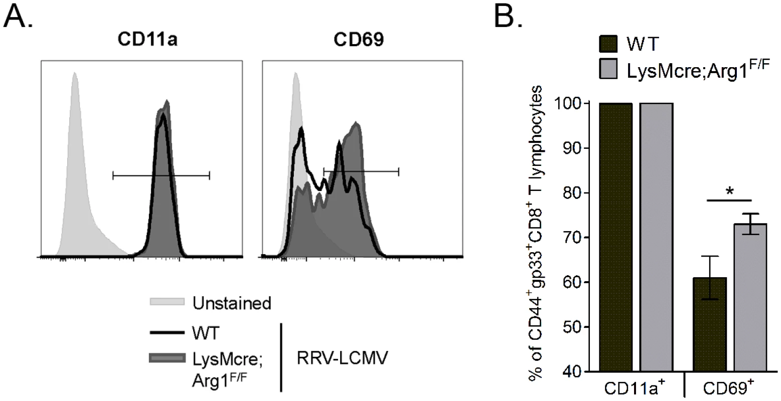 Loss of myeloid cell Arg1 results in activation of virus-specific CD8<sup>+</sup> T cells in inflamed muscle tissue.