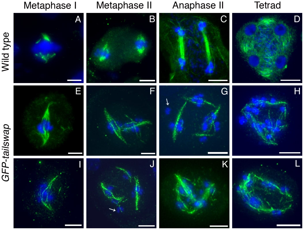 Immunolocalization of α-tubulin in wild type and <i>GFP-tailswap</i> meiocytes.