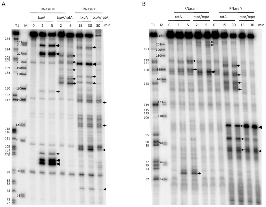 Cleavage of RatA, <i>txpA</i>, and the RatA/<i>txpA</i> hybrid by RNase III and RNase Y.