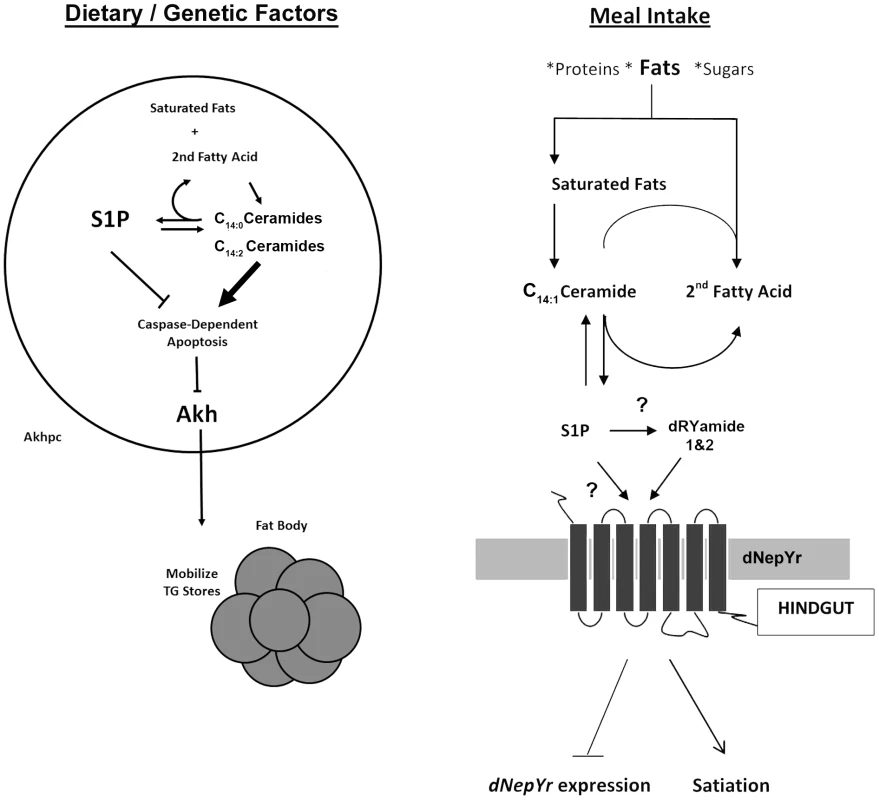 Sphingolipid regulation of caloric intake and fat mobilization.
