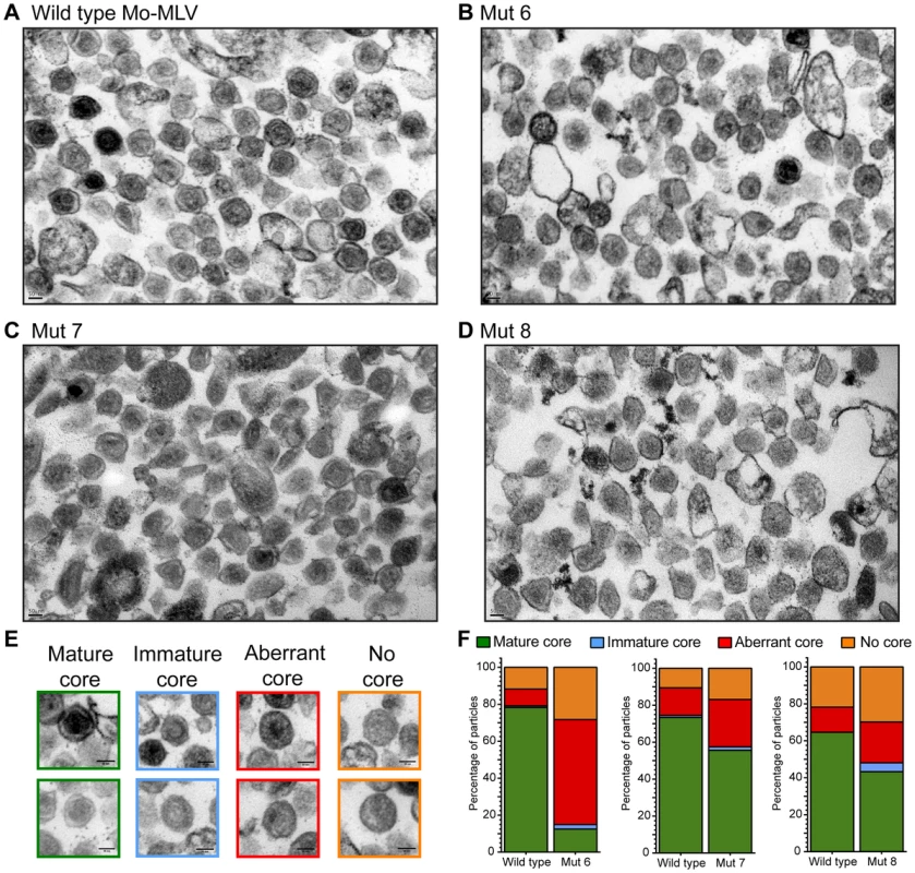 Analysis of the Mo-MLV p12 mutant intra-virion CA core by transmission electron microscopy.