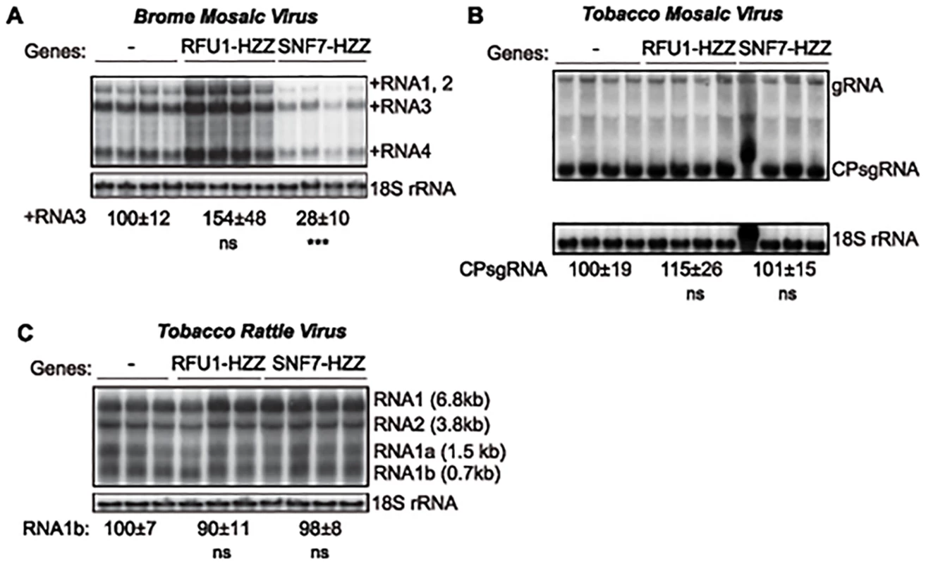 Dominant negative AtSNF7–2 inhibits BMV RNA accumulation in plants.