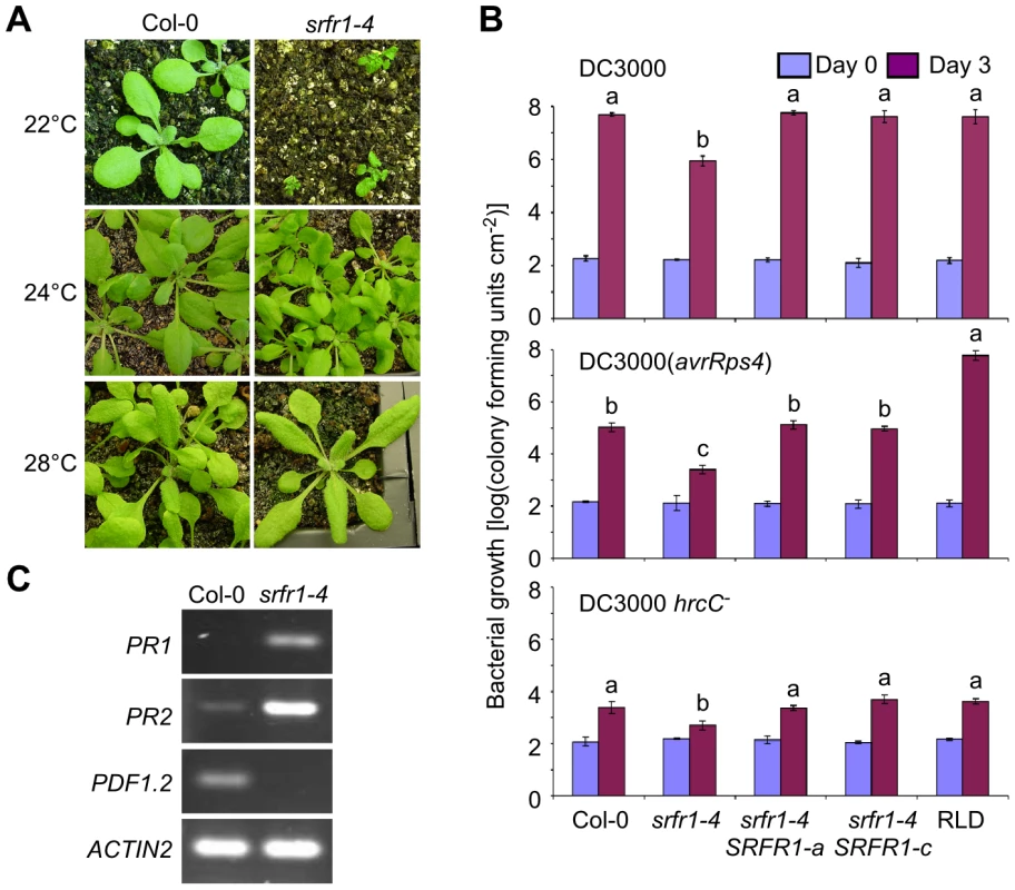 The growth phenotype of <i>srfr1-4</i> is temperature-dependent and accompanied by constitutive activation of defenses.